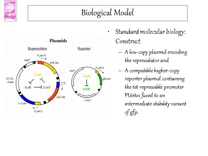 Biological Model • Standard molecular biology: Construct – A low-copy plasmid encoding the repressilator
