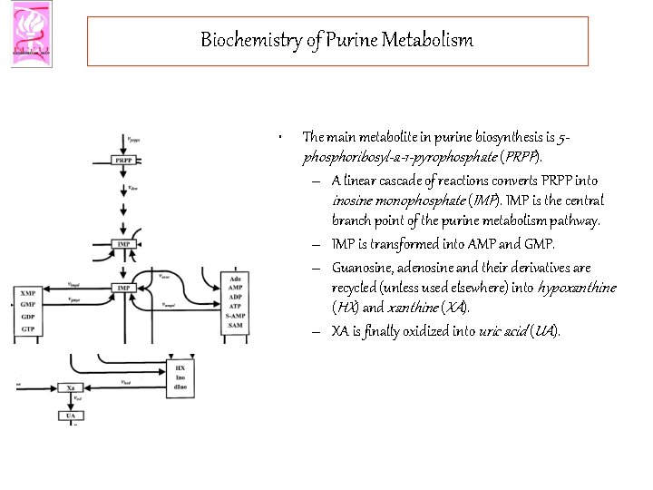 Biochemistry of Purine Metabolism • The main metabolite in purine biosynthesis is 5 phosphoribosyl-a-1