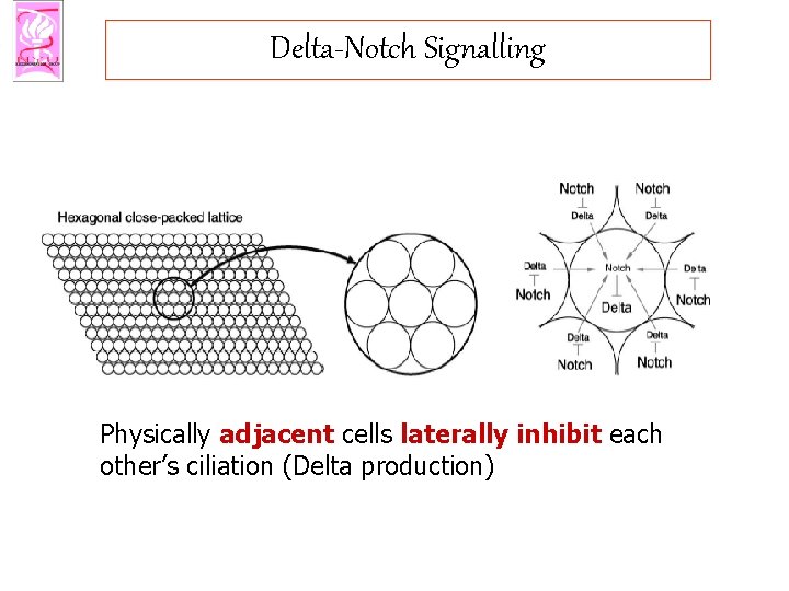 Delta-Notch Signalling Physically adjacent cells laterally inhibit each other’s ciliation (Delta production) 