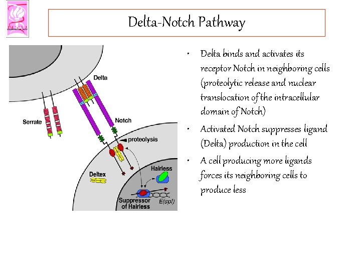 Delta-Notch Pathway • Delta binds and activates its receptor Notch in neighboring cells (proteolytic