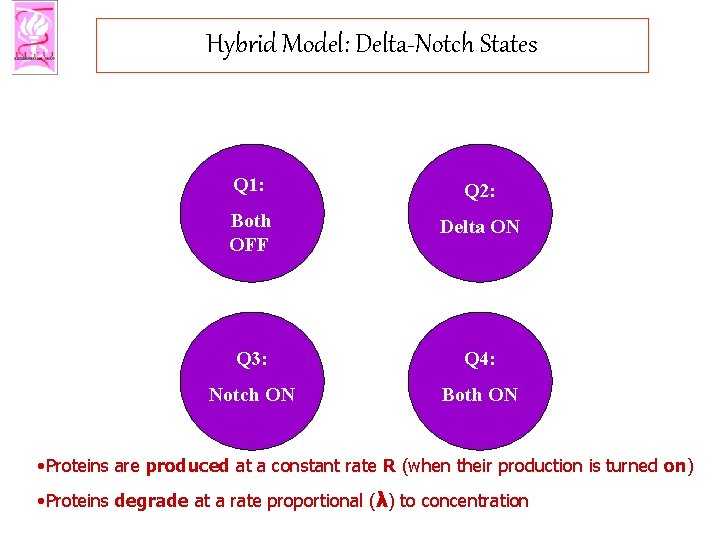 Hybrid Model: Delta-Notch States Q 1: Q 2: Both OFF Delta ON Q 3: