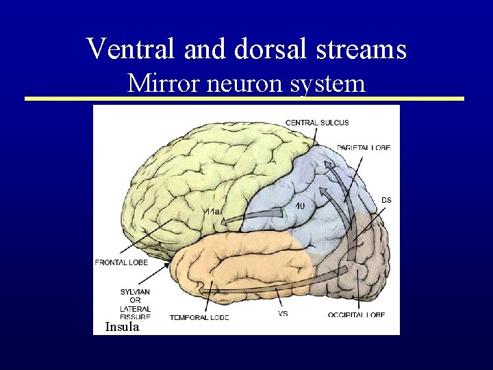 Ventral and dorsal streams Mirror neuron system Insula 