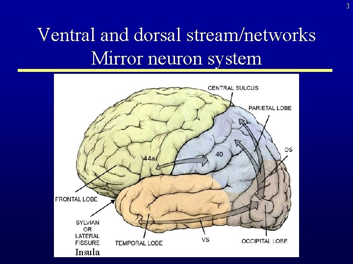 3 Ventral and dorsal stream/networks Mirror neuron system Insula 