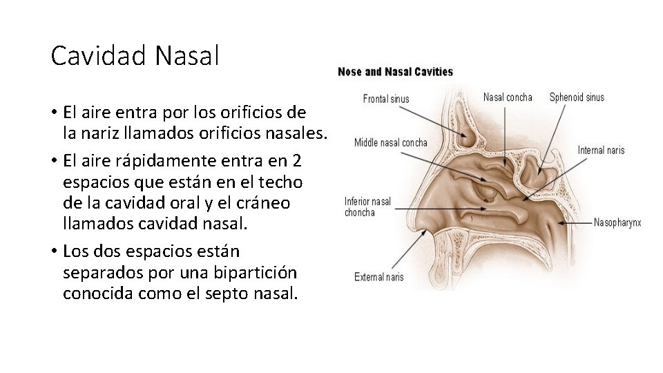 Cavidad Nasal • El aire entra por los orificios de la nariz llamados orificios