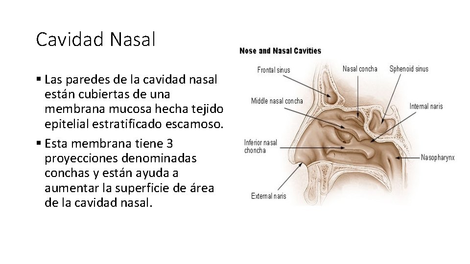 Cavidad Nasal § Las paredes de la cavidad nasal están cubiertas de una membrana