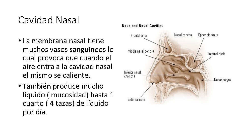 Cavidad Nasal • La membrana nasal tiene muchos vasos sanguíneos lo cual provoca que