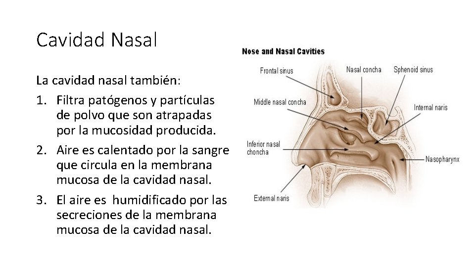 Cavidad Nasal La cavidad nasal también: 1. Filtra patógenos y partículas de polvo que