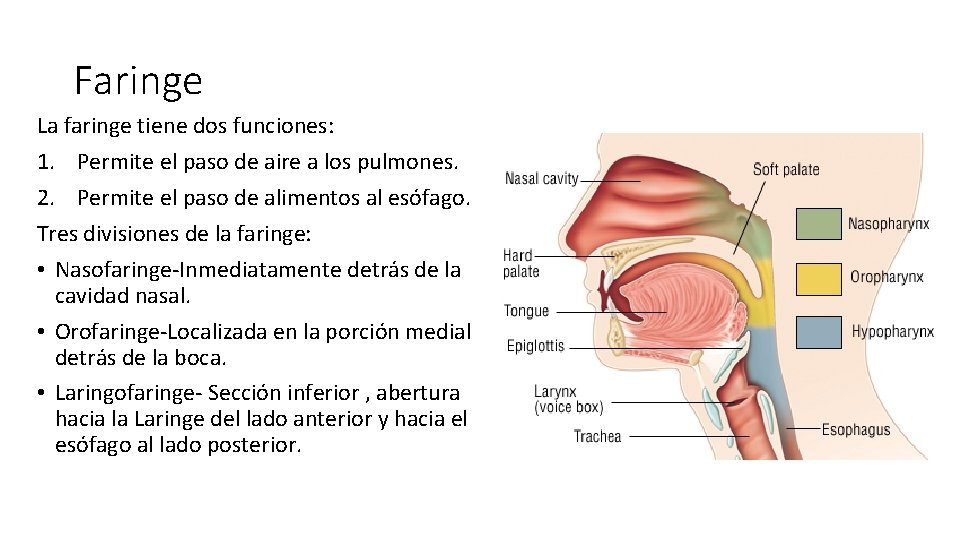 Faringe La faringe tiene dos funciones: 1. Permite el paso de aire a los