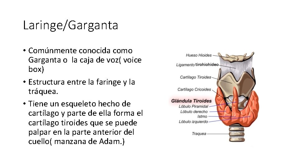 Laringe/Garganta • Comúnmente conocida como Garganta o la caja de voz( voice box) •