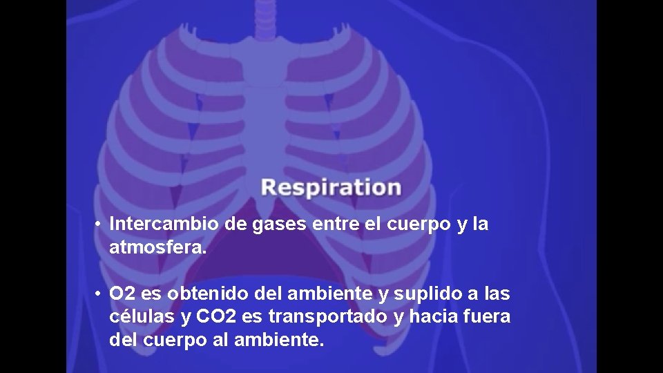  • Intercambio de gases entre el cuerpo y la atmosfera. • O 2