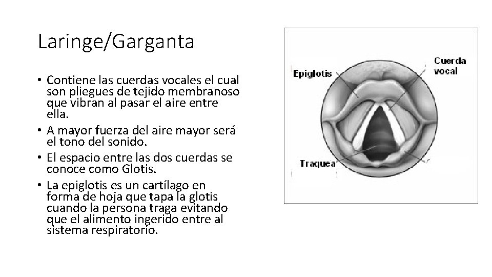 Laringe/Garganta • Contiene las cuerdas vocales el cual son pliegues de tejido membranoso que