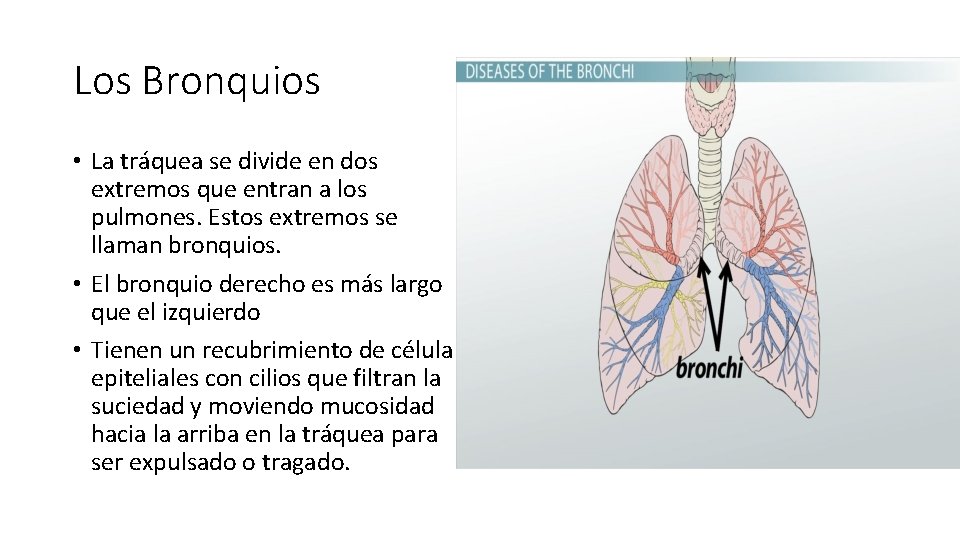 Los Bronquios • La tráquea se divide en dos extremos que entran a los