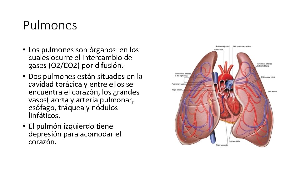 Pulmones • Los pulmones son órganos en los cuales ocurre el intercambio de gases