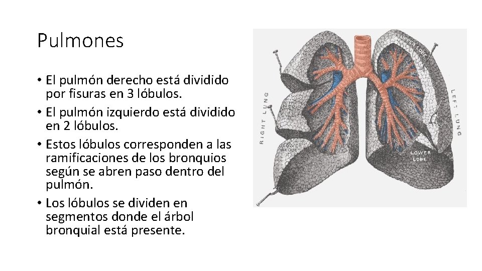 Pulmones • El pulmón derecho está dividido por fisuras en 3 lóbulos. • El
