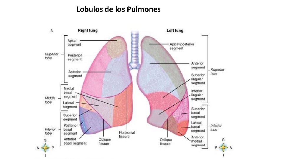 Lobulos de los Pulmones 