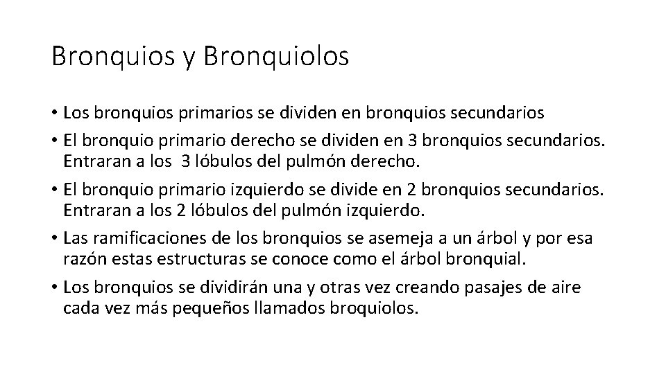 Bronquios y Bronquiolos • Los bronquios primarios se dividen en bronquios secundarios • El