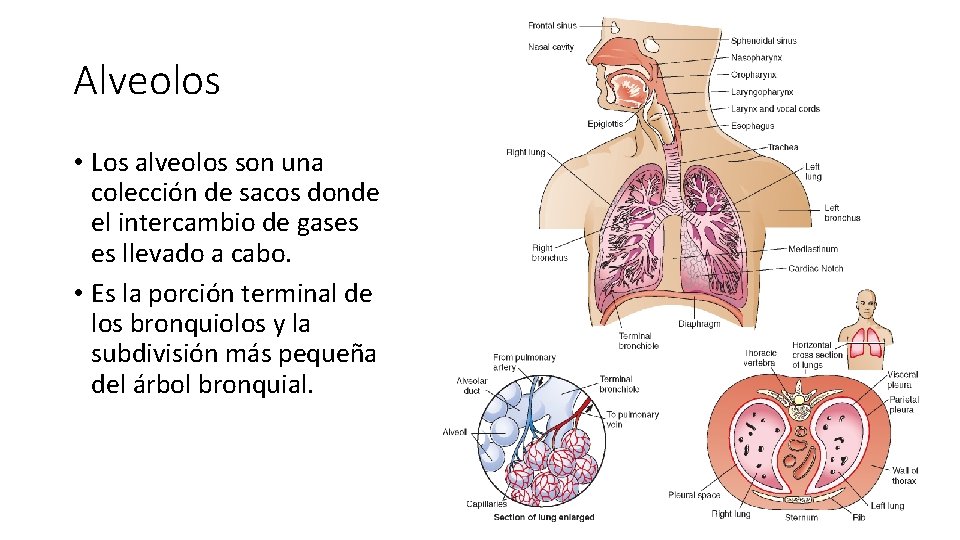 Alveolos • Los alveolos son una colección de sacos donde el intercambio de gases