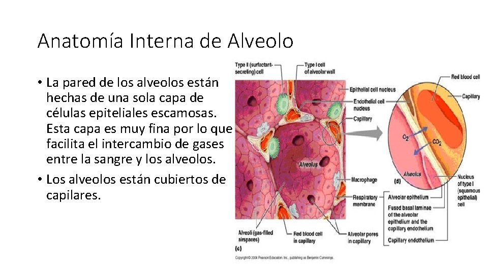 Anatomía Interna de Alveolo • La pared de los alveolos están hechas de una