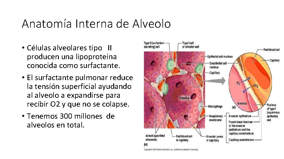 Anatomía Interna de Alveolo • Células alveolares tipo II producen una lipoproteína conocida como