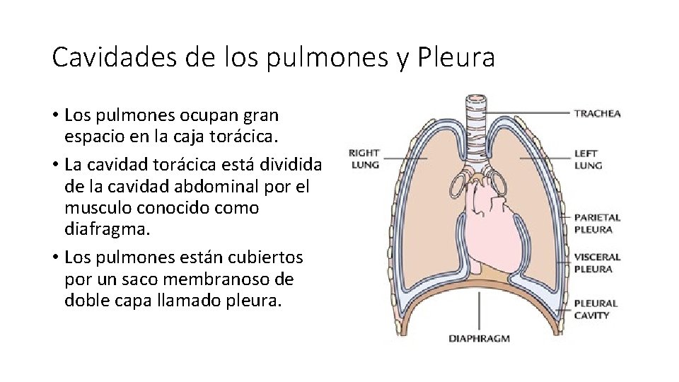 Cavidades de los pulmones y Pleura • Los pulmones ocupan gran espacio en la