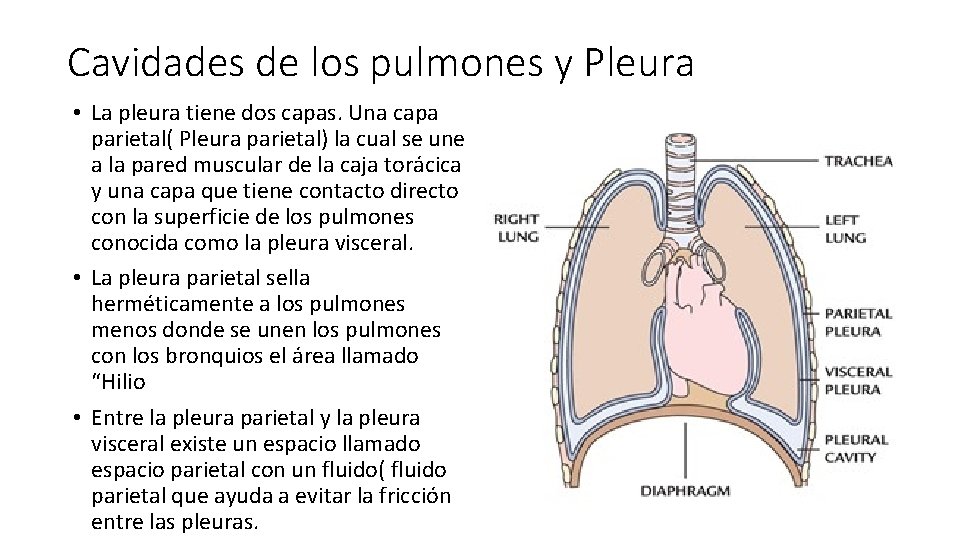 Cavidades de los pulmones y Pleura • La pleura tiene dos capas. Una capa