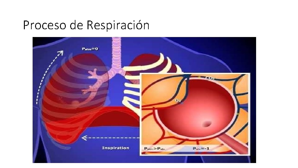 Proceso de Respiración 