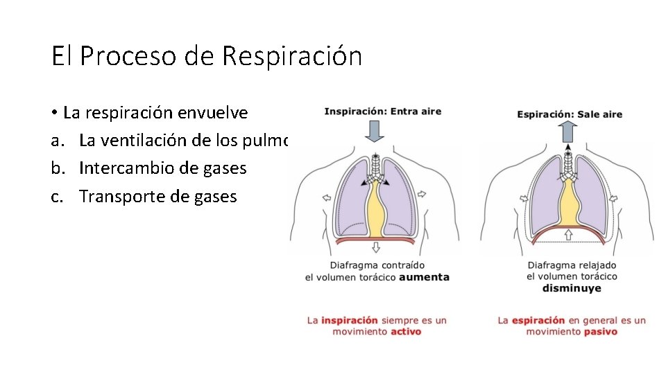 El Proceso de Respiración • La respiración envuelve a. La ventilación de los pulmones.