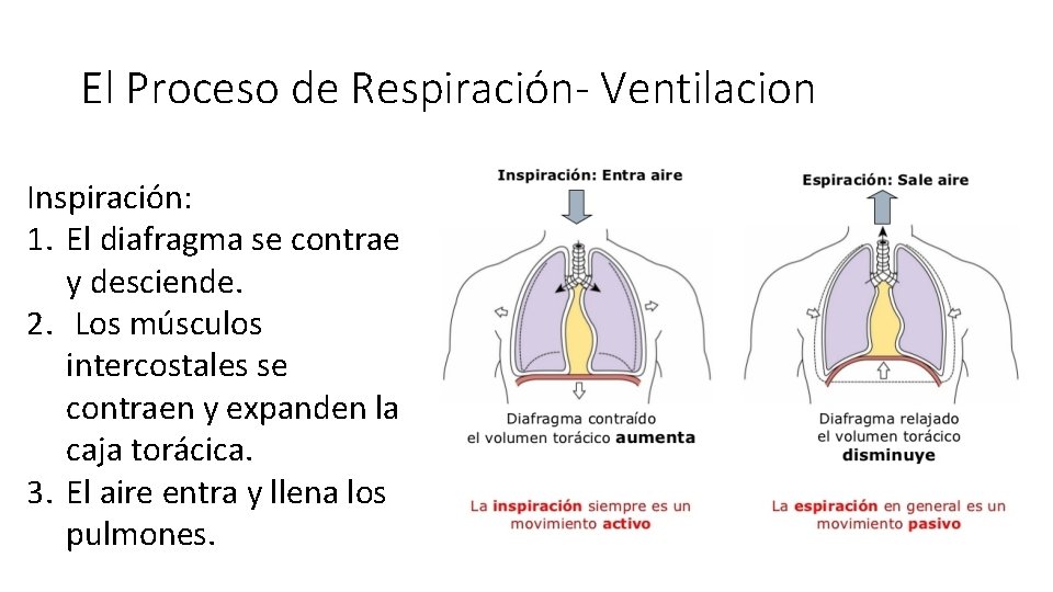 El Proceso de Respiración- Ventilacion Inspiración: 1. El diafragma se contrae y desciende. 2.