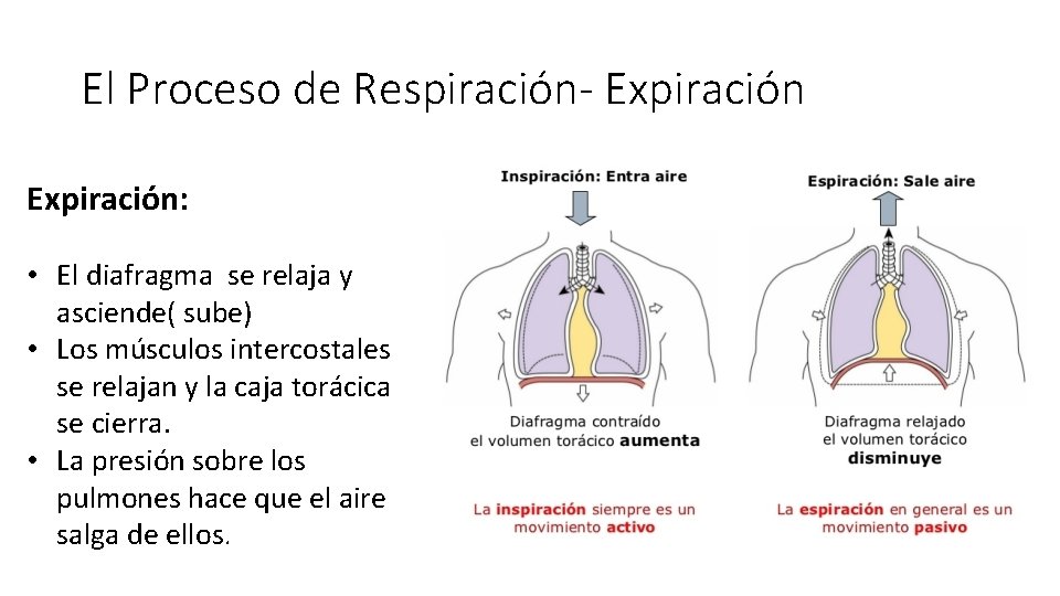 El Proceso de Respiración- Expiración: • El diafragma se relaja y asciende( sube) •