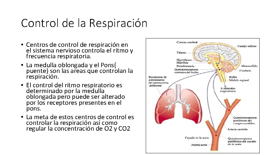 Control de la Respiración • Centros de control de respiración en el sistema nervioso