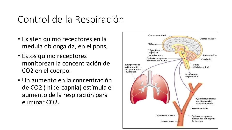 Control de la Respiración • Existen quimo receptores en la medula oblonga da, en