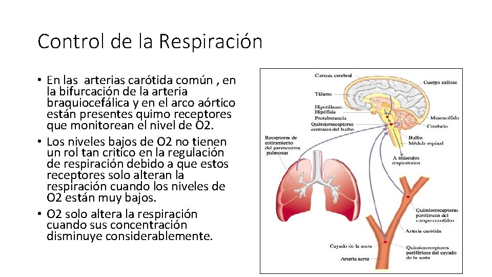 Control de la Respiración • En las arterias carótida común , en la bifurcación