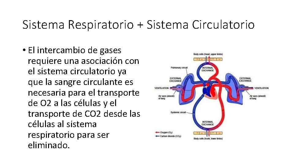 Sistema Respiratorio + Sistema Circulatorio • El intercambio de gases requiere una asociación con