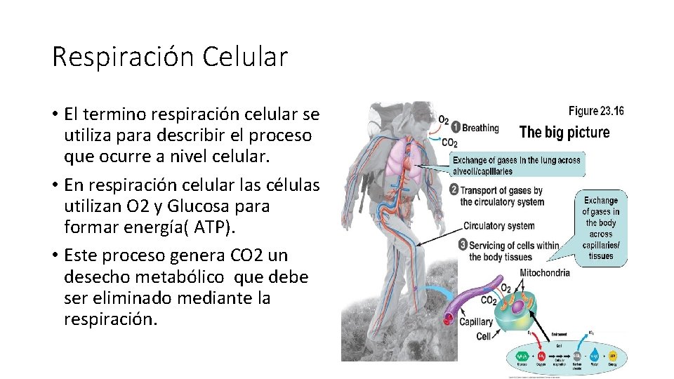 Respiración Celular • El termino respiración celular se utiliza para describir el proceso que