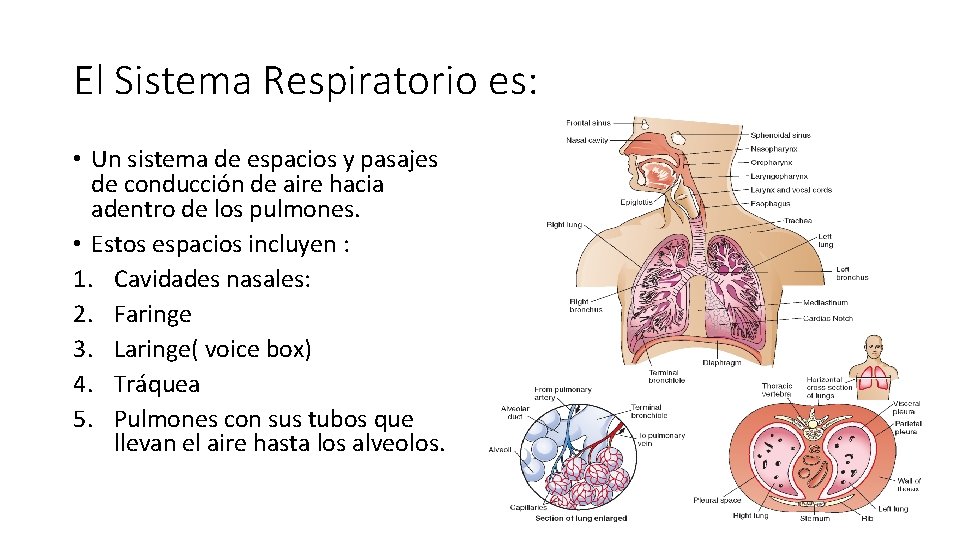 El Sistema Respiratorio es: • Un sistema de espacios y pasajes de conducción de