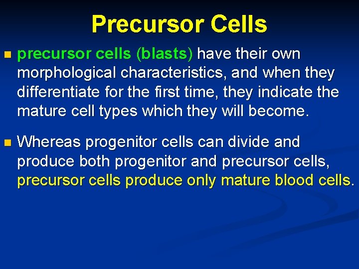 Precursor Cells n precursor cells (blasts) have their own morphological characteristics, and when they