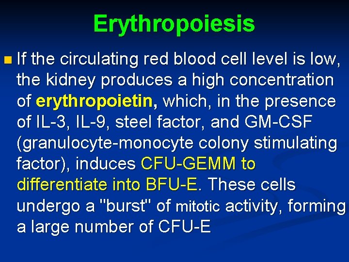 Erythropoiesis n If the circulating red blood cell level is low, the kidney produces