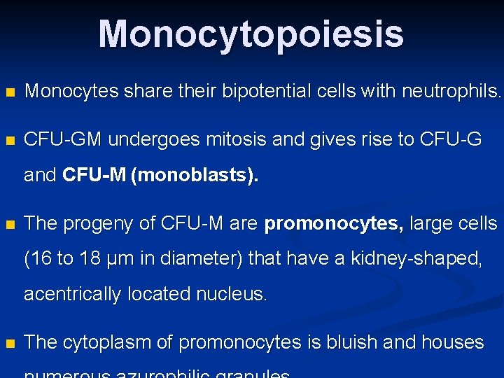 Monocytopoiesis n Monocytes share their bipotential cells with neutrophils. n CFU-GM undergoes mitosis and