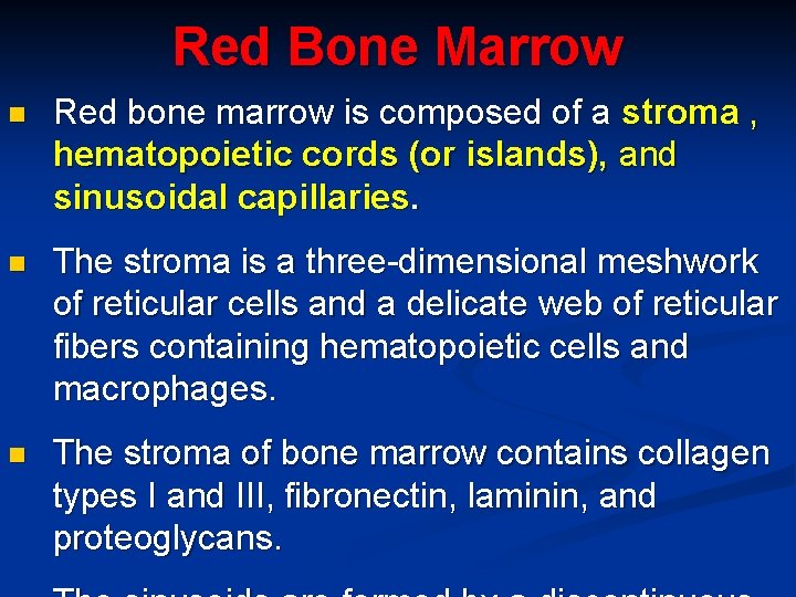 Red Bone Marrow n Red bone marrow is composed of a stroma , hematopoietic