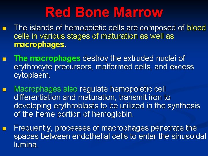 Red Bone Marrow n The islands of hemopoietic cells are composed of blood cells