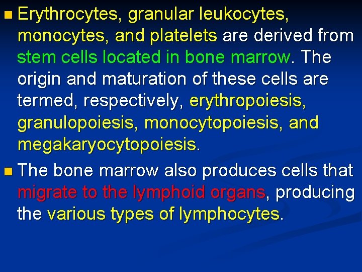 n Erythrocytes, granular leukocytes, monocytes, and platelets are derived from stem cells located in