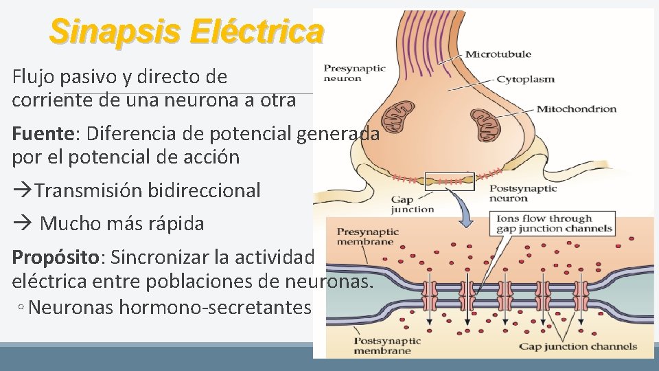 Sinapsis Eléctrica Flujo pasivo y directo de corriente de una neurona a otra Fuente: