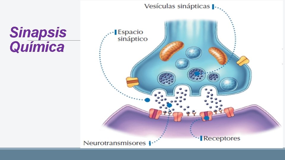 Sinapsis Química 