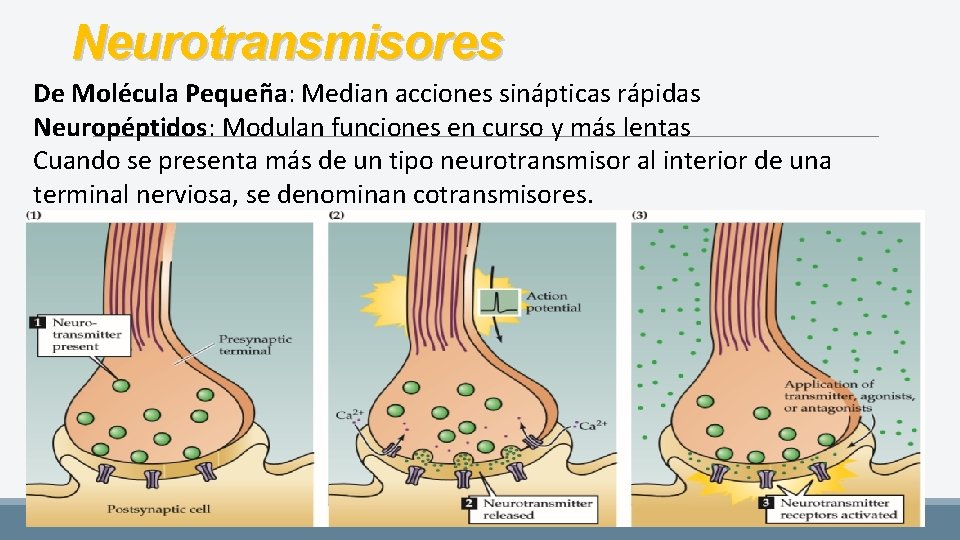 Neurotransmisores De Molécula Pequeña: Median acciones sinápticas rápidas Neuropéptidos: Modulan funciones en curso y