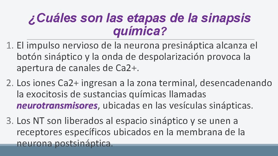 ¿Cuáles son las etapas de la sinapsis química? 1. El impulso nervioso de la