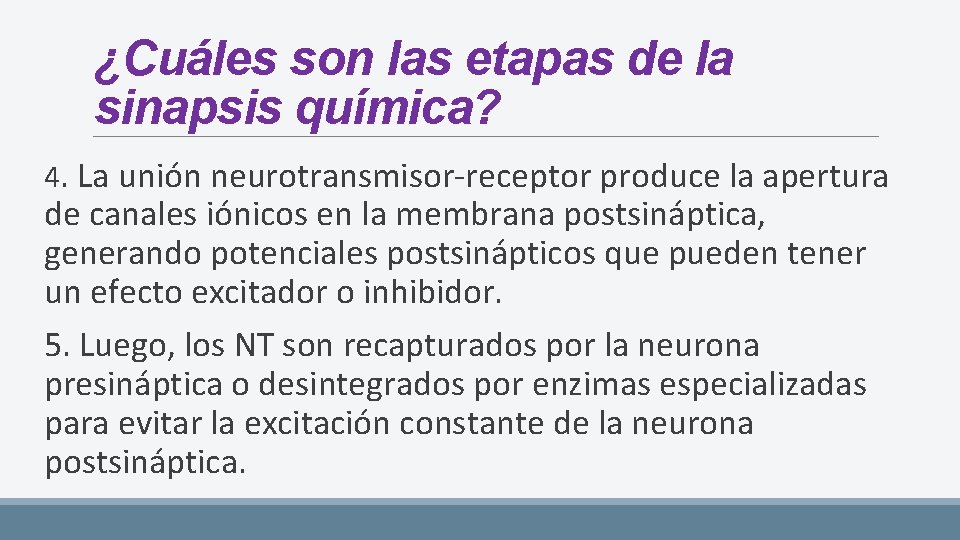 ¿Cuáles son las etapas de la sinapsis química? 4. La unión neurotransmisor-receptor produce la