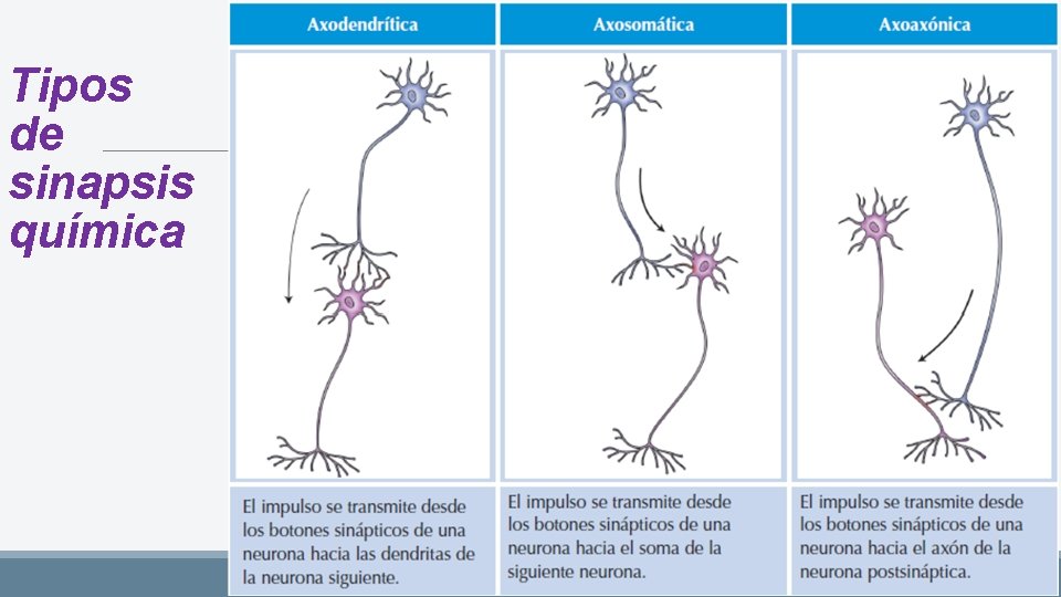 Tipos de sinapsis química 