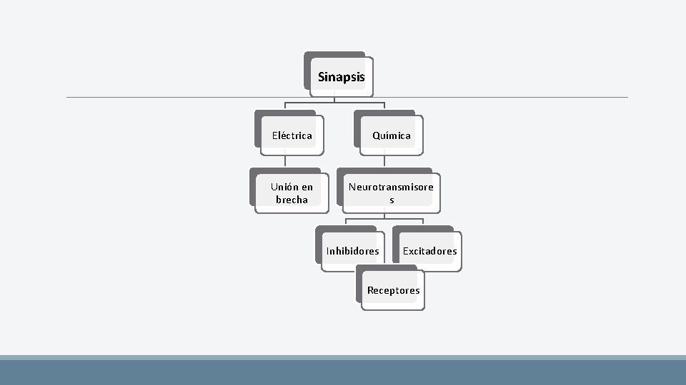 Sinapsis Eléctrica Química Unión en brecha Neurotransmisore s Inhibidores Excitadores Receptores 