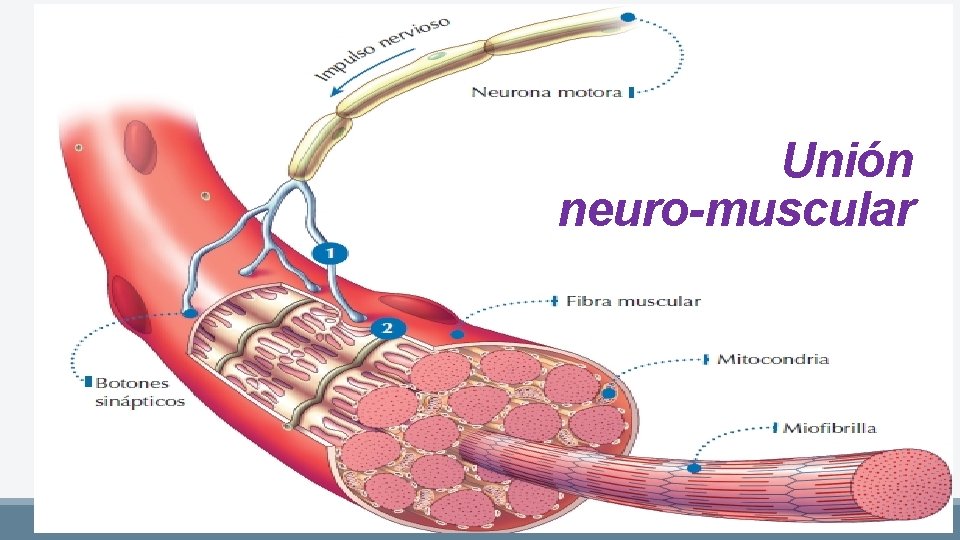 Unión neuro-muscular 