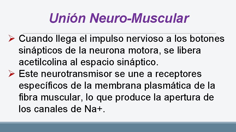 Unión Neuro-Muscular Ø Cuando llega el impulso nervioso a los botones sinápticos de la